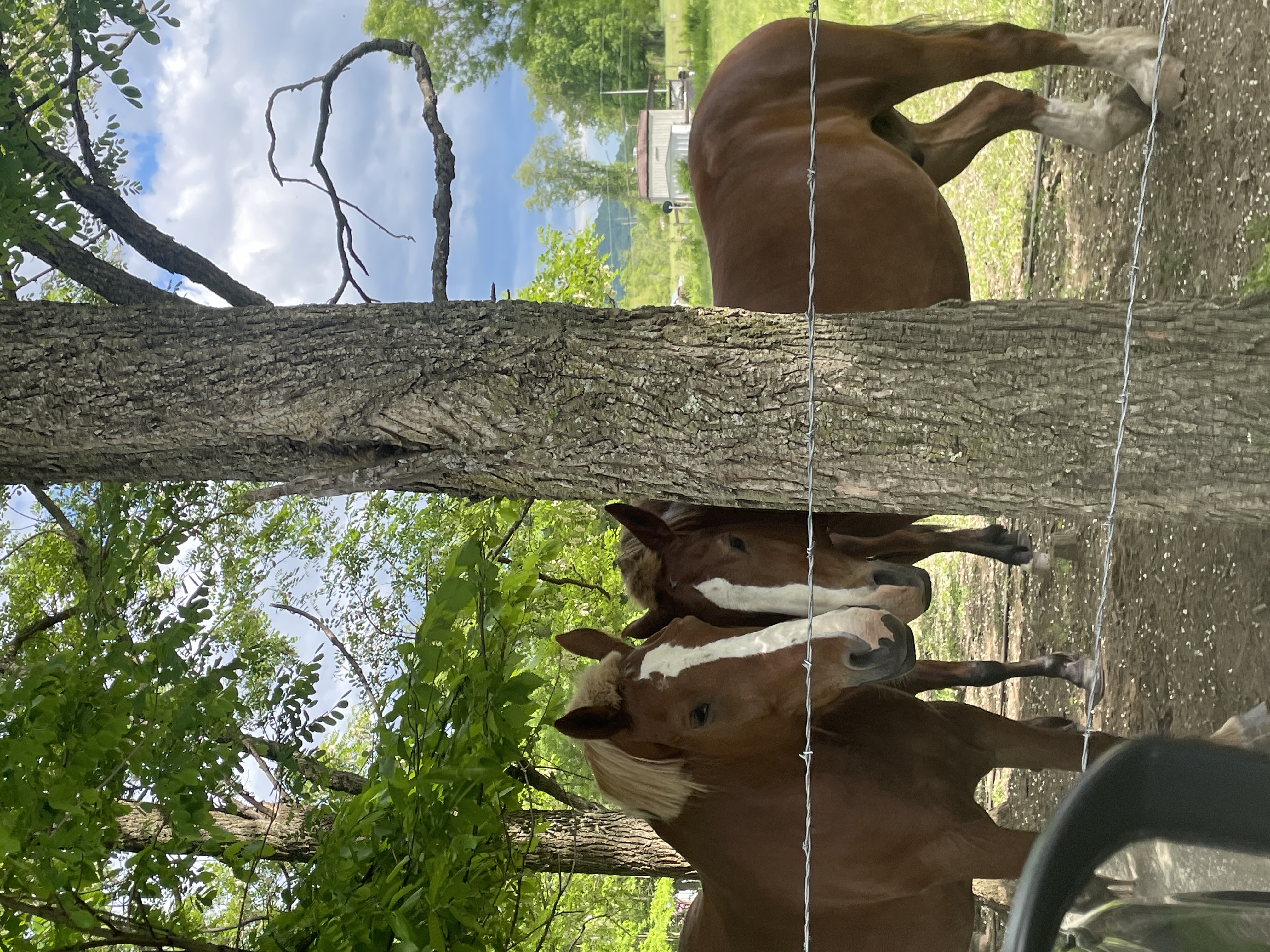 horses2ngether