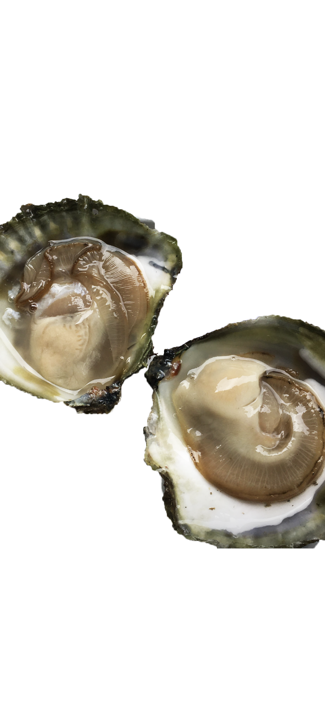 Oyster Image